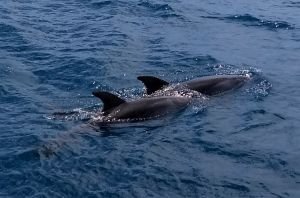 Delfine begleiten uns