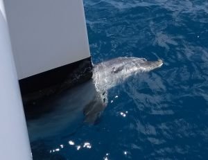 und reiben sich am Rumpf