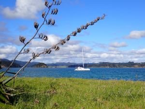 Belena alleine vor Roberton Island