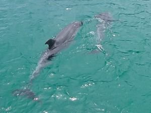 Delfine besuchen uns