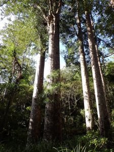 Kauri Bäume