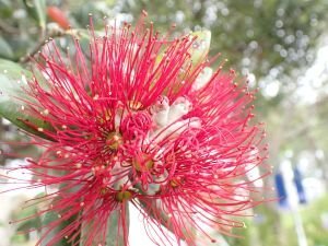 Pohutukawa Blüte