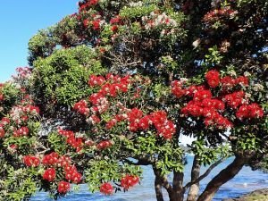 der Christmas Tree oder auch Pohutukawa