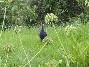 eines unserer Pukekos