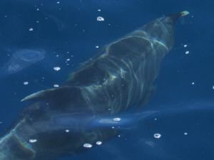 Delfin