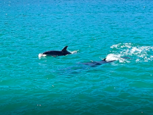 Delfine in der Okahu Passage