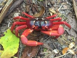 rote Krabbe auf Christmas Island