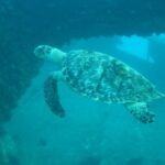 Schildkröte am Wrack der Antilla