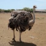 Straussenfarm in Curacao