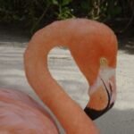 Flamingo auf Aruba