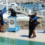 Seehundshow vor Belena