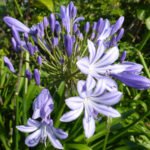 Agapanthus