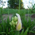Agapanthus sind noch nicht voll erblüht