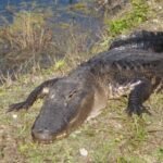 Alligator in den Everglades