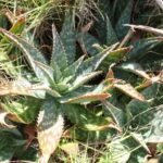 Aloe Vera am Wegesrand