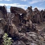 altes Kauri-Holz - gewonnen aus Sümpfen