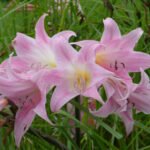 Amaryllis belladonna