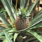 Ananas