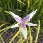 andere Blumen auf der Boatyard