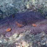 Anemone mit Clownfischen