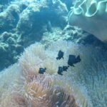 Anemone mit Fischlein