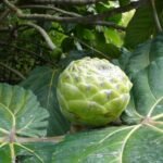 auch exotisches wie Ficus Dammaropsis