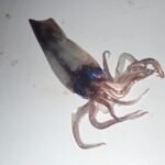 auf dem Deck gefunden