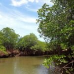Ausflug in die Mangroven bei Lautoka