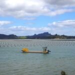Austernzucht in Whangaroa Harbour