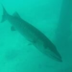 Barrakuda unterm Steg