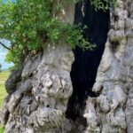 Baum mit Brandschaden