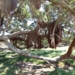 Baum mit großem Old Mens Beard