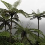 Baumfarne Vanua Levu