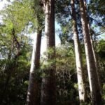beeindruckende Kauri-Bäume