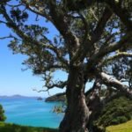 beeindruckender Baum