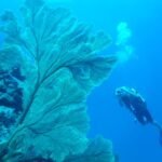 Benno mit Fächerkoralle