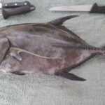 bereit zum Filetieren