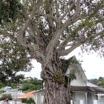 berühmter Figtree in Russell