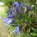 blaue Agapanthus