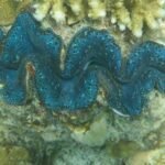 blaue Mördermuschel