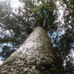 Blick in die Kauri-Krone