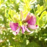 Blümchen am Wegesrand