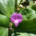 Blümchen gibt es auch