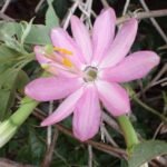 Blüte der Passionfruit