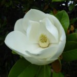 Blüte des Gummibaumes