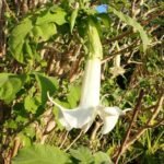 Blüte des Tulpenbaumes
