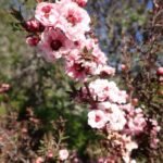 Blüten auch im Herbst