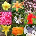 Blumen in Quarrys Garden