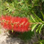 Bottle Brush Tree