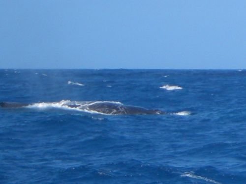 Buckelwal vor Ile Fourche